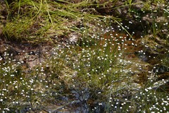 Eriocaulon tuberiferum